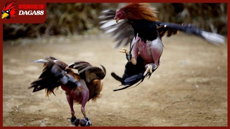 Trang Chủ 45 Đá gà cựa sắt mang đến trải nghiệm mãn nhãn từng phút giây