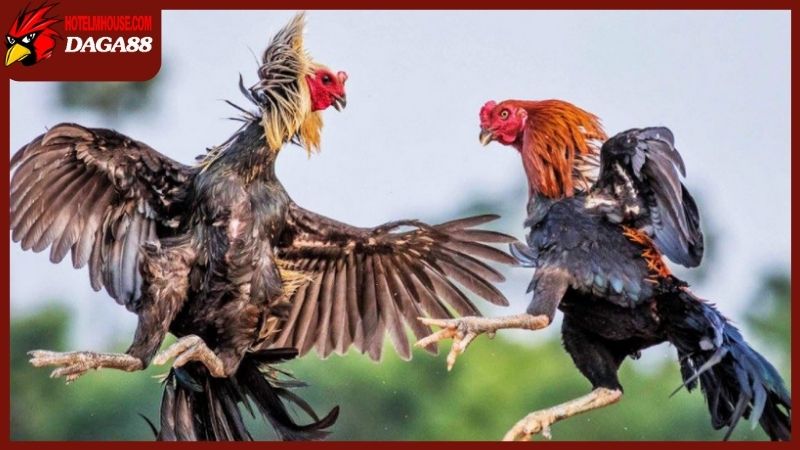 Trang Chủ 47 Giải mã những câu hỏi thường gặp về đá gà trực tiếp 88