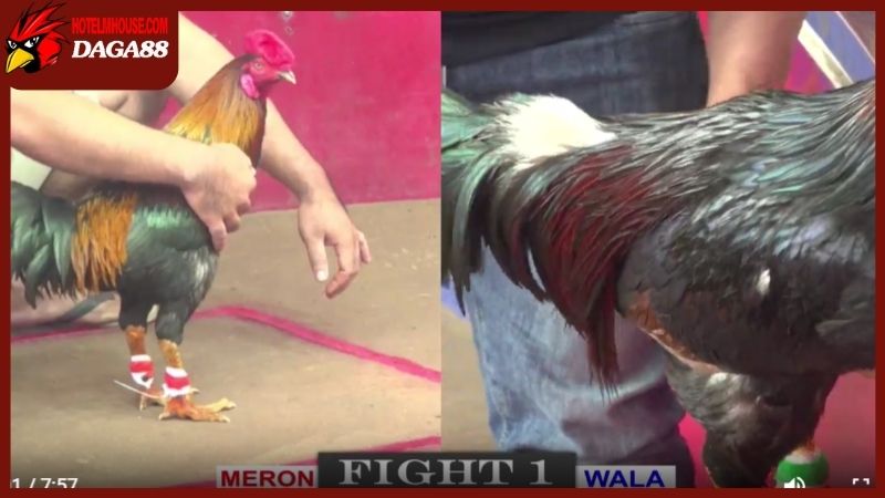 Trang Chủ 43 Trang đá gà trực tiếp 88 có chất lượng phát sóng vượt trội