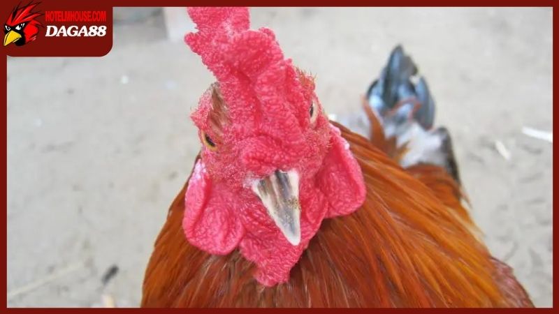 Kinh kê gà chọi là gì? Có quan trọng trong đá gà chuyên nghiệp không? 6 Ảnh hưởng của kinh kê gà chọi đến giới đá gà