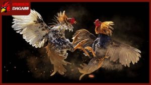 Các dòng gà chọi