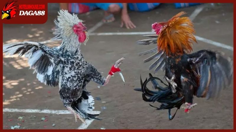 Các dòng gà chọi hay và được yêu thích tại Việt Nam