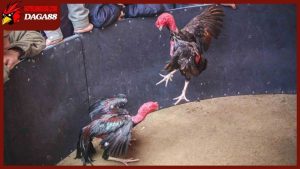 Cách chăm sóc gà chọi sau khi đá về