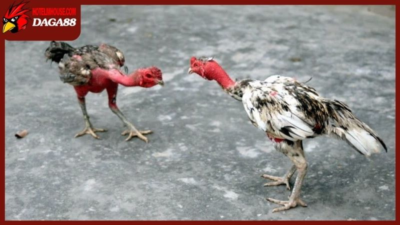 Cách chăm sóc gà chọi sau khi đá về chi tiết