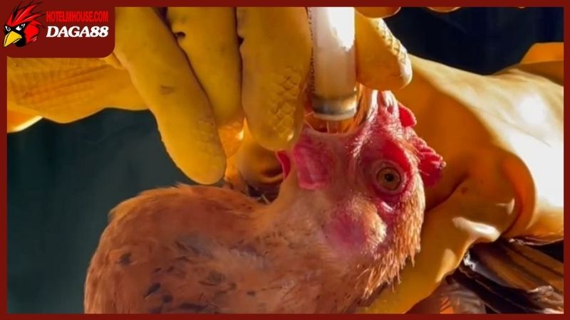 Cách cho gà ăn tỏi để đạt hiệu quả cao