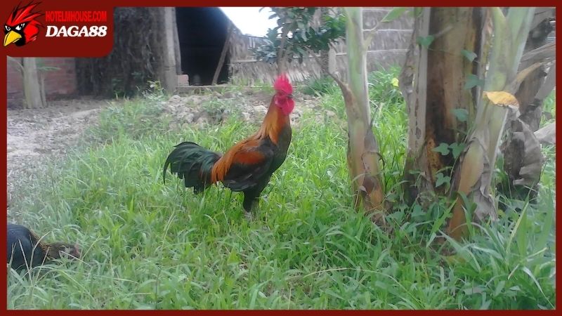 Cách chọn ga Cho Lach đúng chuẩn