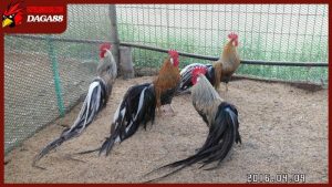 Cách làm cho gà tre dạn