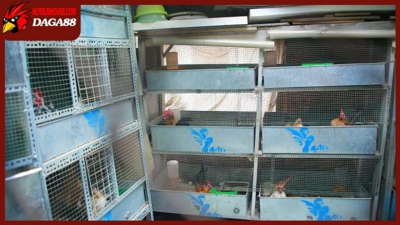 Tổng hợp cách làm cho gà tre dạn và hiếu chiến hơn 4 Cách làm cho gà tre dạn và sự ảnh hưởng từ môi trường sống