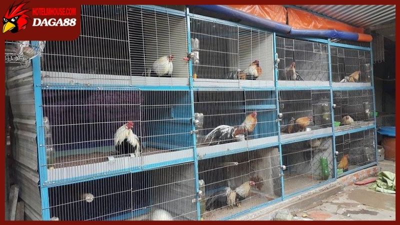 Tổng hợp cách làm cho gà tre dạn và hiếu chiến hơn 6 Cách làm cho gà tre dạn thông qua âm thanh