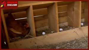 Cách làm chuồng gà đẻ trứng