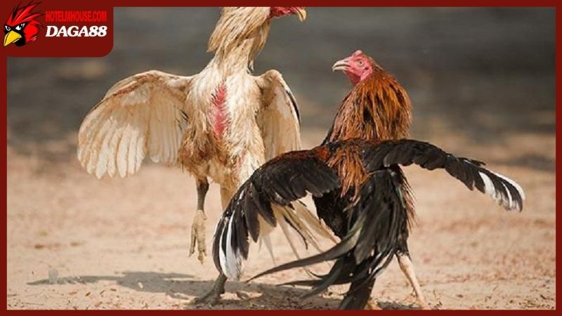 Xem cựa gà đá chuẩn, hướng dẫn chi tiết từ cao thủ nuôi gà 6 Cách xem cựa gà đá qua từng bước