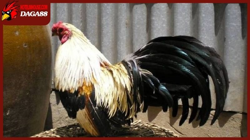 Chọn giống gà chọi hay để hướng đến thắng lợi