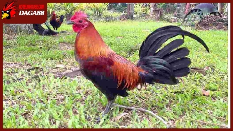 Đặc điểm ngoại hình của ga Cho Lach