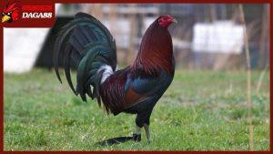 Đặc điểm gà chọi Mỹ