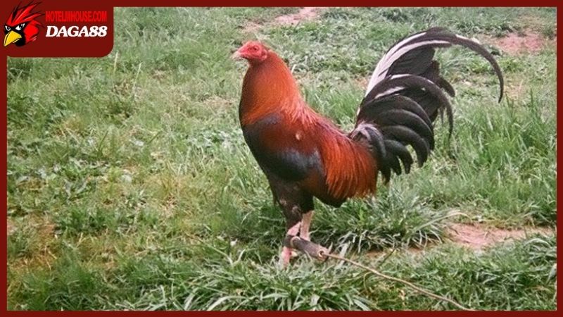 Đặc điểm gà chọi Mỹ khác biệt về ngoại hình