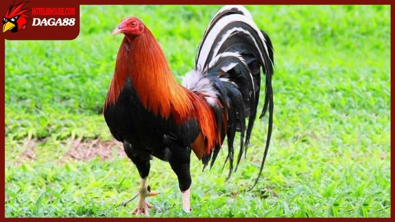 Đặc điểm gà chọi Mỹ ngoại nhập từ phương tây