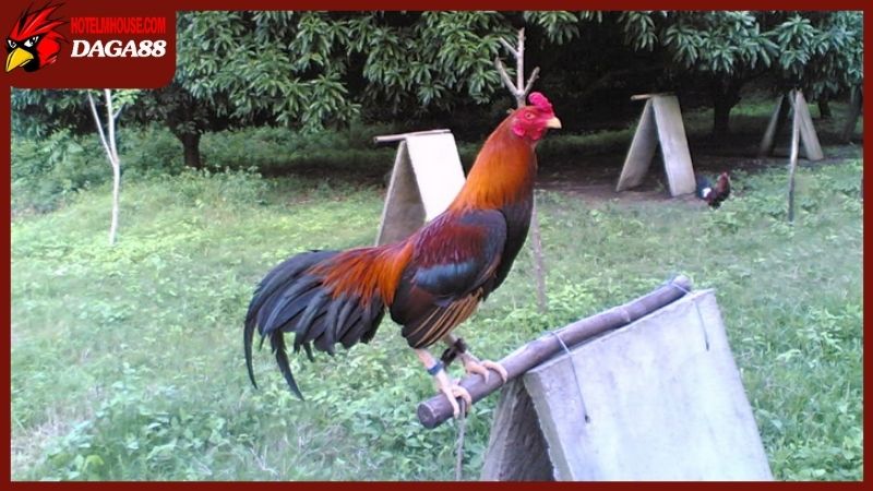 Đặc điểm gà chọi Mỹ về phần tính cách