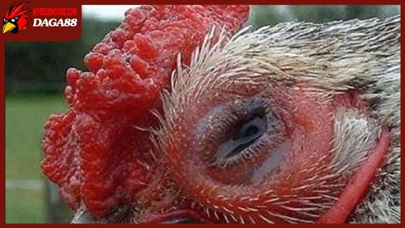 Gà bị sưng mắt có mủ là triệu chứng gì, có nguy hiểm không? 4 Gà bị sưng mắt có mủ do nhiễm khuẩn hô hấp CRD