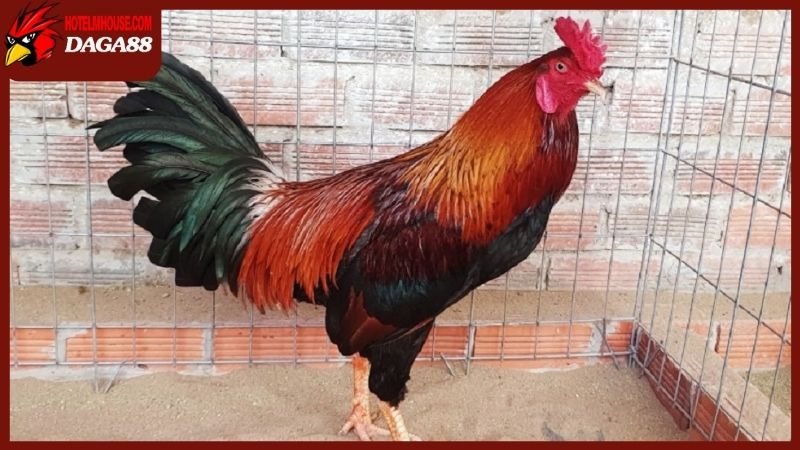 Gà Cao Lãnh Đồng Tháp cũng là một trong những gương mặt gà chọi hay