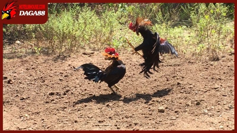 Gà Chợ Lách luôn là một lựa chọn được săn đón