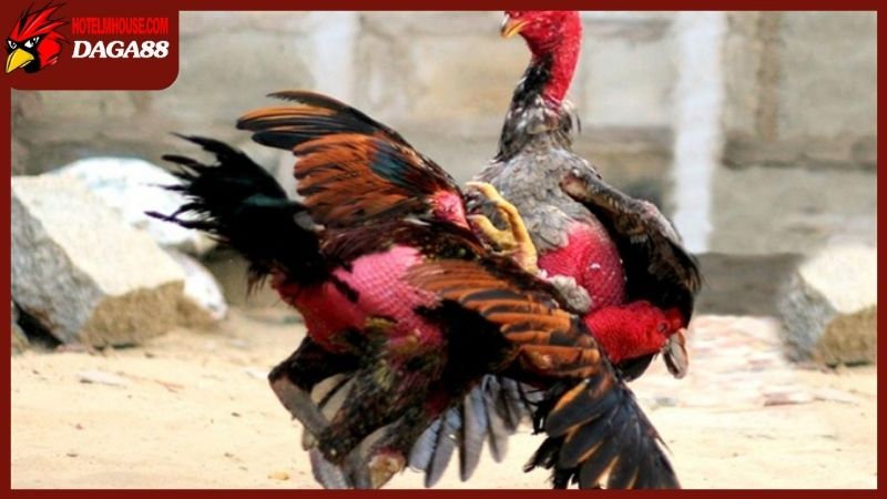 Gà chọi hay - Giống gà nòi Bình Định nổi tiếng