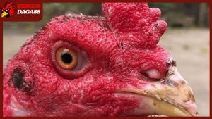 Gà chọi mào cờ