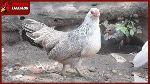 Gà mái có cựa tốt hay xấu