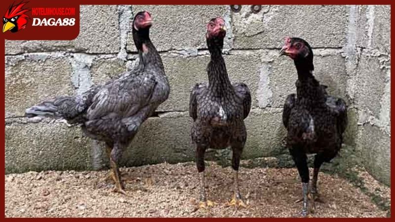 Gà mái có cựa tốt hay xấu? Nên giữ lại phối giống F2 không? 4 Gà mái có cựa là tốt hay xấu? Còn hiếm gặp không?