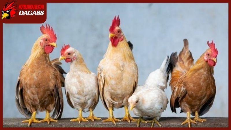 Gà mái gáy có phải là một hiện tượng dị thường hay không?