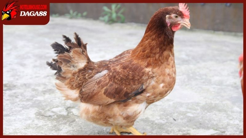 Gà mái gáy trong ý nghĩa của dân gian, phong thủy