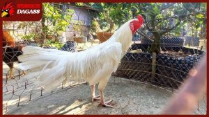 Gà nhạn chân trắng