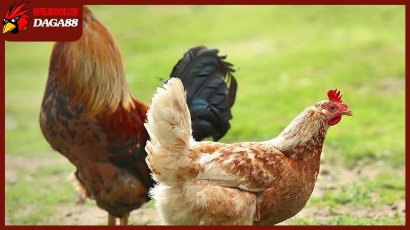 Giải mã hiện tượng gà mái gáy theo sinh học thực tiễn