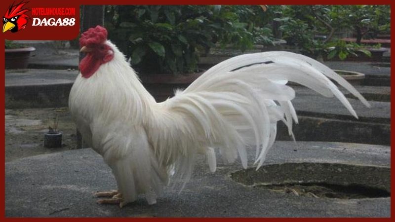 Kỹ thuật đá siêu việt của gà nhạn chân trắng