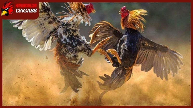 Cần lưu ý gì nếu muốn tập những đòn đá chết gà?