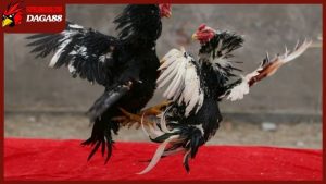 Những đòn đá chết gà