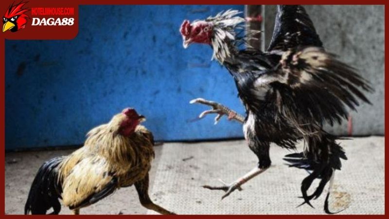 Một trong những đòn đá chết gà hiểm nhất hiện nay