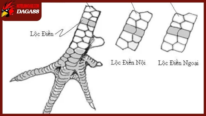 Kinh kê gà chọi là gì? Có quan trọng trong đá gà chuyên nghiệp không? 5 Nội dung bên trong cuốn kinh kê gà chọi