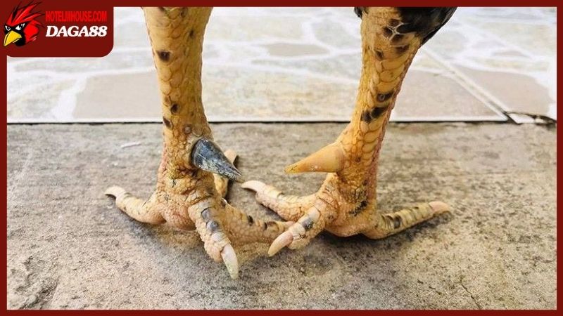 Gà mái có cựa tốt hay xấu? Nên giữ lại phối giống F2 không? 6 Quan niệm của dân gian trong vấn đề gà mái có cựa tốt hay xấu