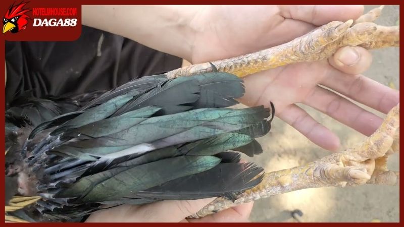 Xem cựa gà đá chuẩn, hướng dẫn chi tiết từ cao thủ nuôi gà 4 Tầm quan trọng của việc xem cựa gà đá đúng cách