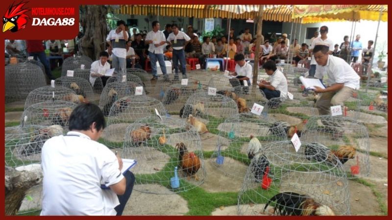 Tổng hợp cách làm cho gà tre dạn và hiếu chiến hơn 5 Tiếp xúc hằng ngày cũng là cách làm cho gà tre dạn