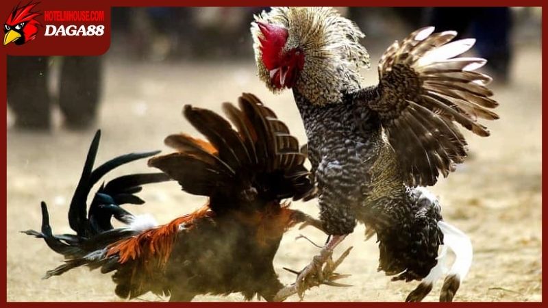 Tổng hợp những đòn đá chết gà được ghi nhận trong lịch sử