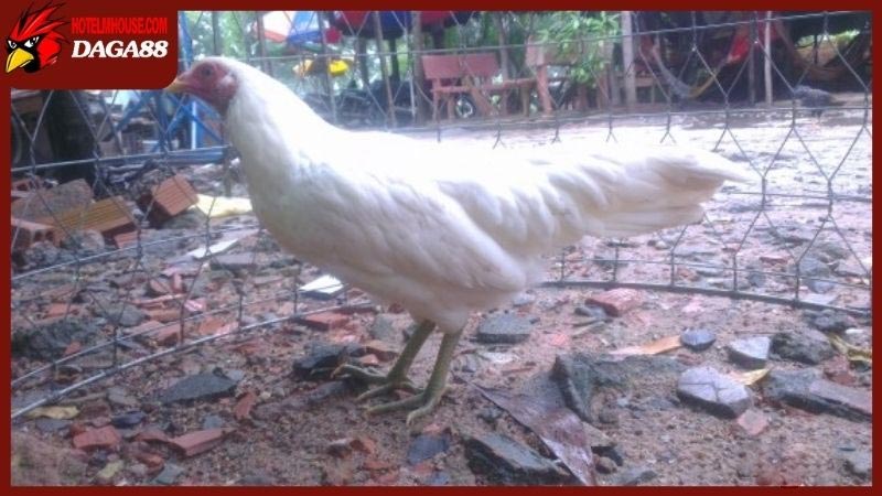 Ưu điểm và nhược điểm của gà nhạn chân trắng