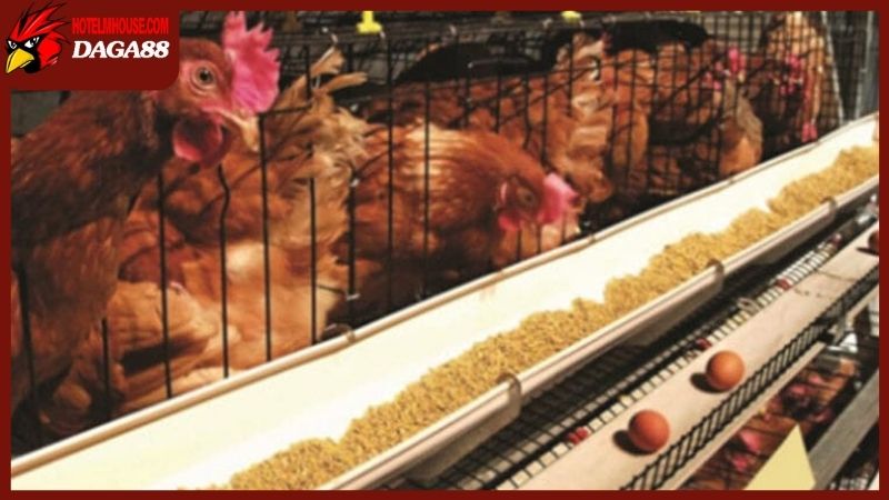 Vì sao người nuôi cần đầu tư vào cách làm chuồng cho gà đẻ trứng?