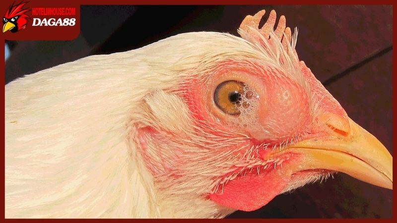 Gà bị sưng mắt có mủ là triệu chứng gì, có nguy hiểm không? 6 Tổng hợp các phương pháp xử lý khi gà bị sưng mắt có mủ