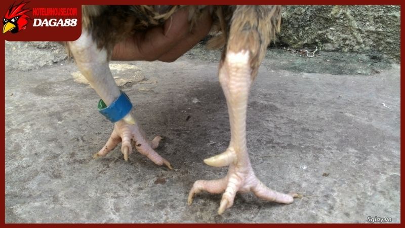 Gà mái có cựa tốt hay xấu? Nên giữ lại phối giống F2 không? 5 Ý nghĩa y khoa về việc gà mái có cựa tốt hay xấu