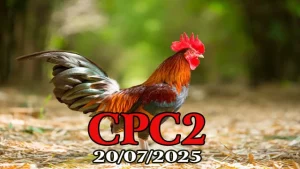 Đá Gà Trực Tiếp Thomo Hôm Nay C2 Ngày 20/07/2025 - ĐÁ GÀ 88 Phát Lại Tại Casino 999