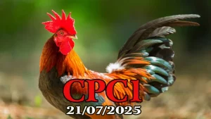 Xem Đá Gà Trực Tiếp C1 Thomo Hôm Nay Ngày 21/07/2025