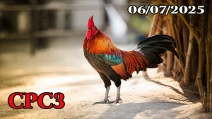 Video Clip Đá Gà Thomo C3 Ngày 06/07/2025