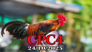 Clip phát lại đá gà Thomo C4 ngày 24/10/2025