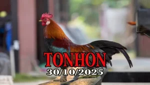 Clip đá gà trực tiếp TONHON hôm nay 30/10/2025